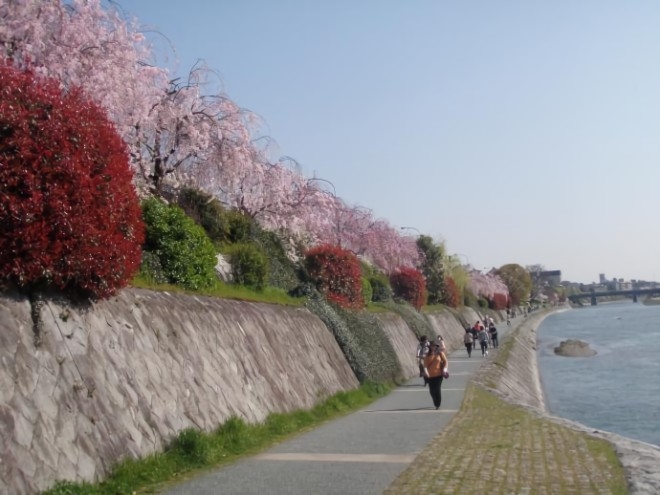 春の風情を存分に楽しむには 京都鴨川のおすすめの歩き方 Pintrip